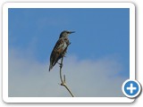 Starling